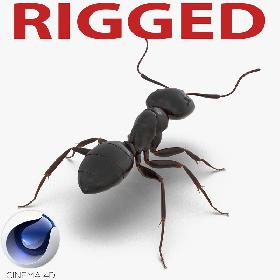 Black Ant Rigged for Cinema 4D